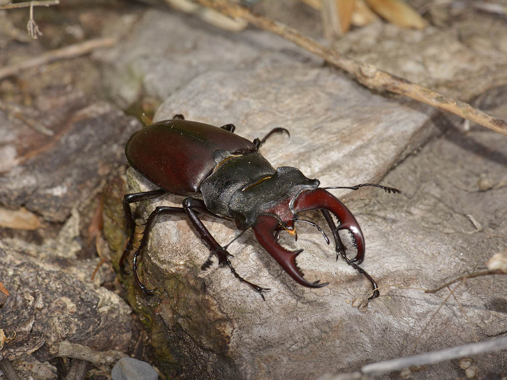 Lucanus cervus - Lucanidae